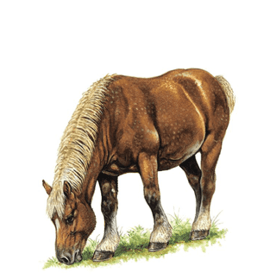 Service Area | Comptoi Horse Image