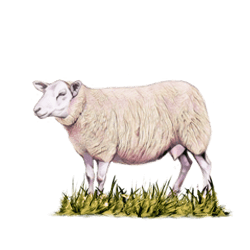 Ewe sheep